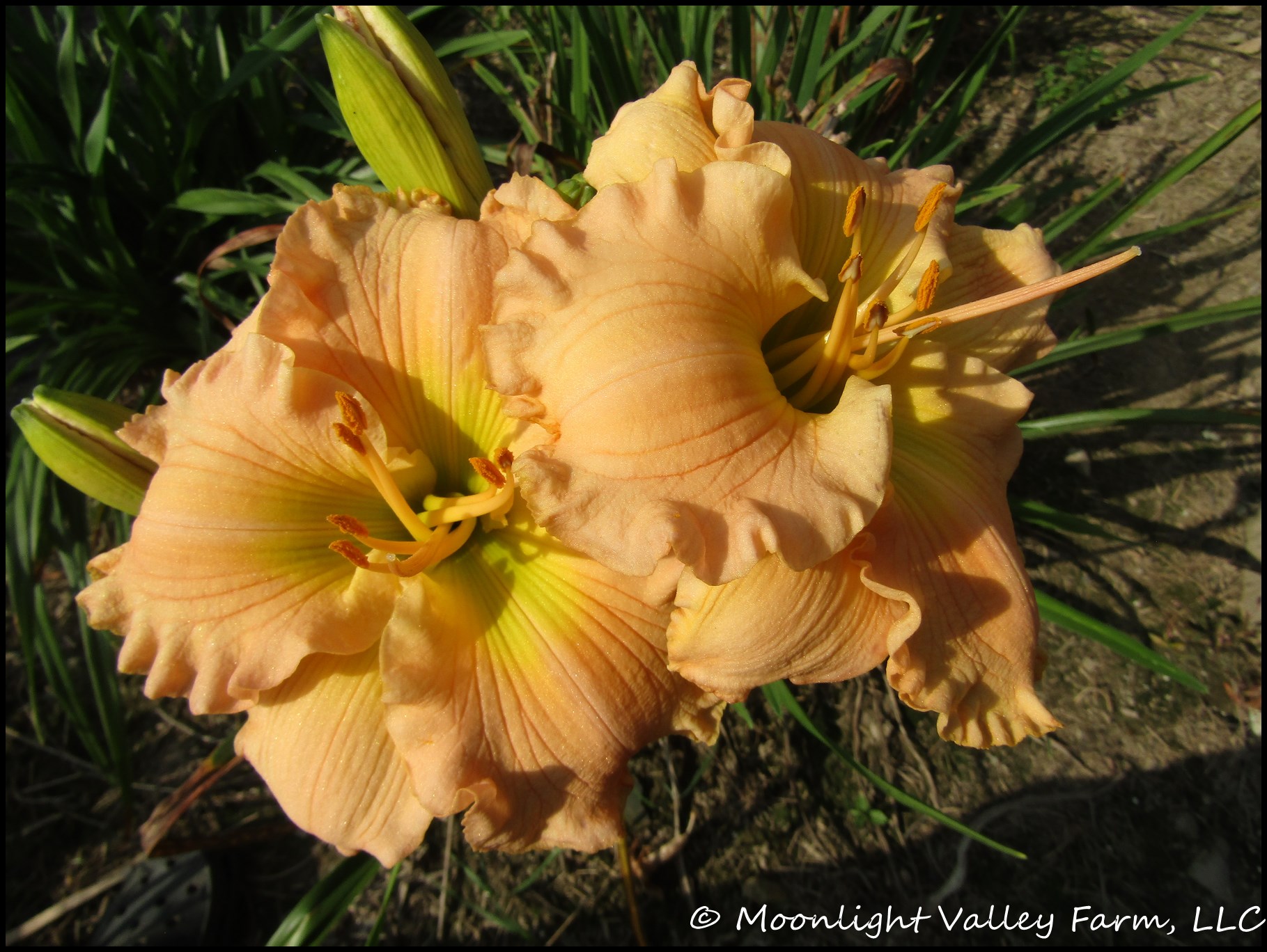 (image for) Mountain Almond