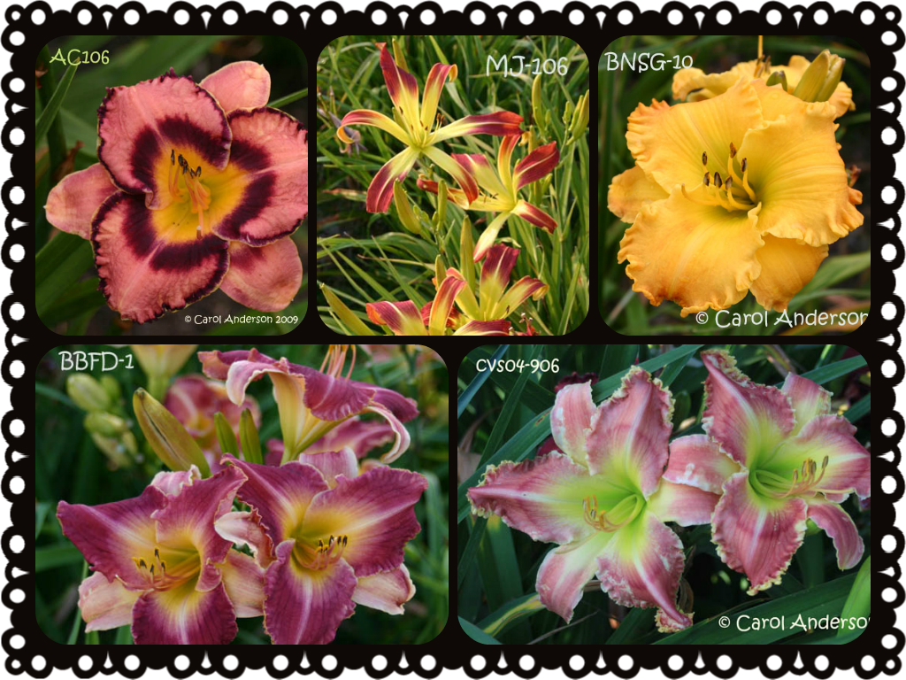 Name Your Own Daylily!