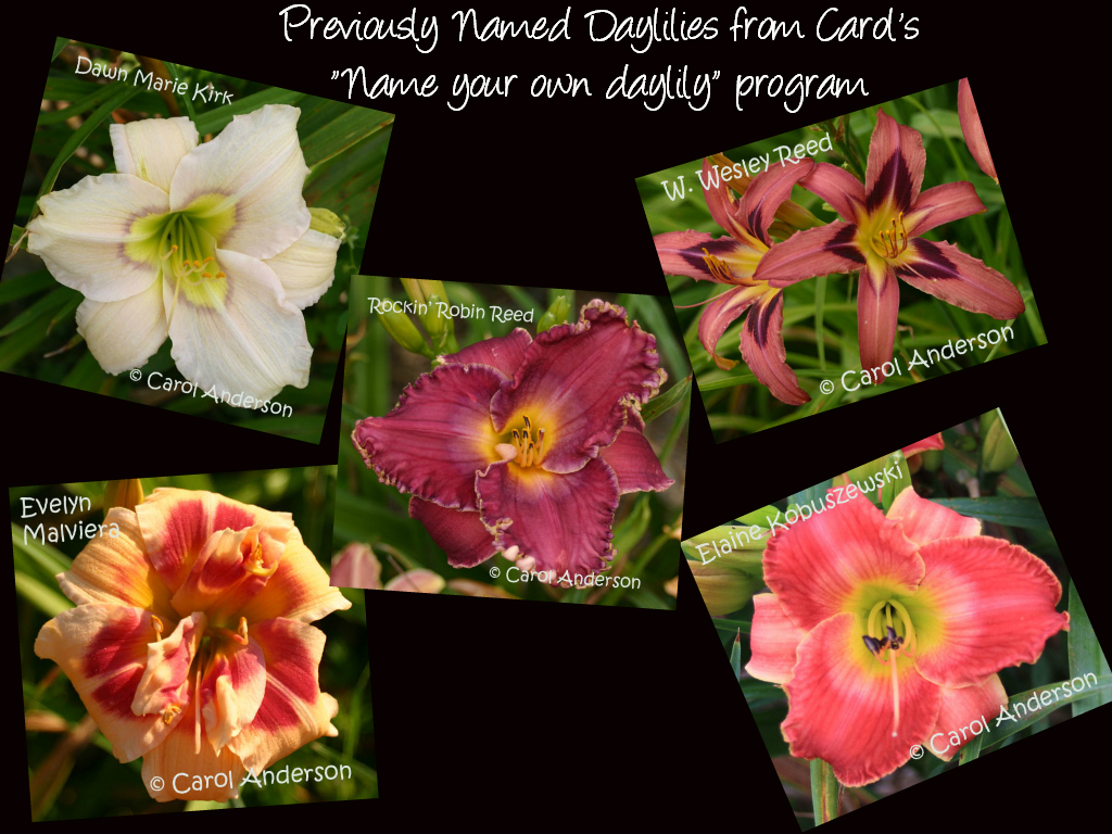 Previously Named Daylilies Hybridized by Carol