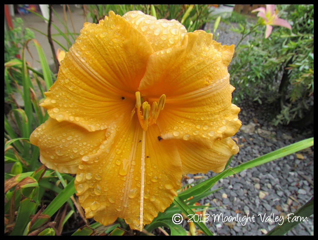 (image for) Orange Velvet