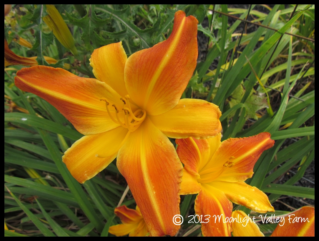 (image for) Orange Vols