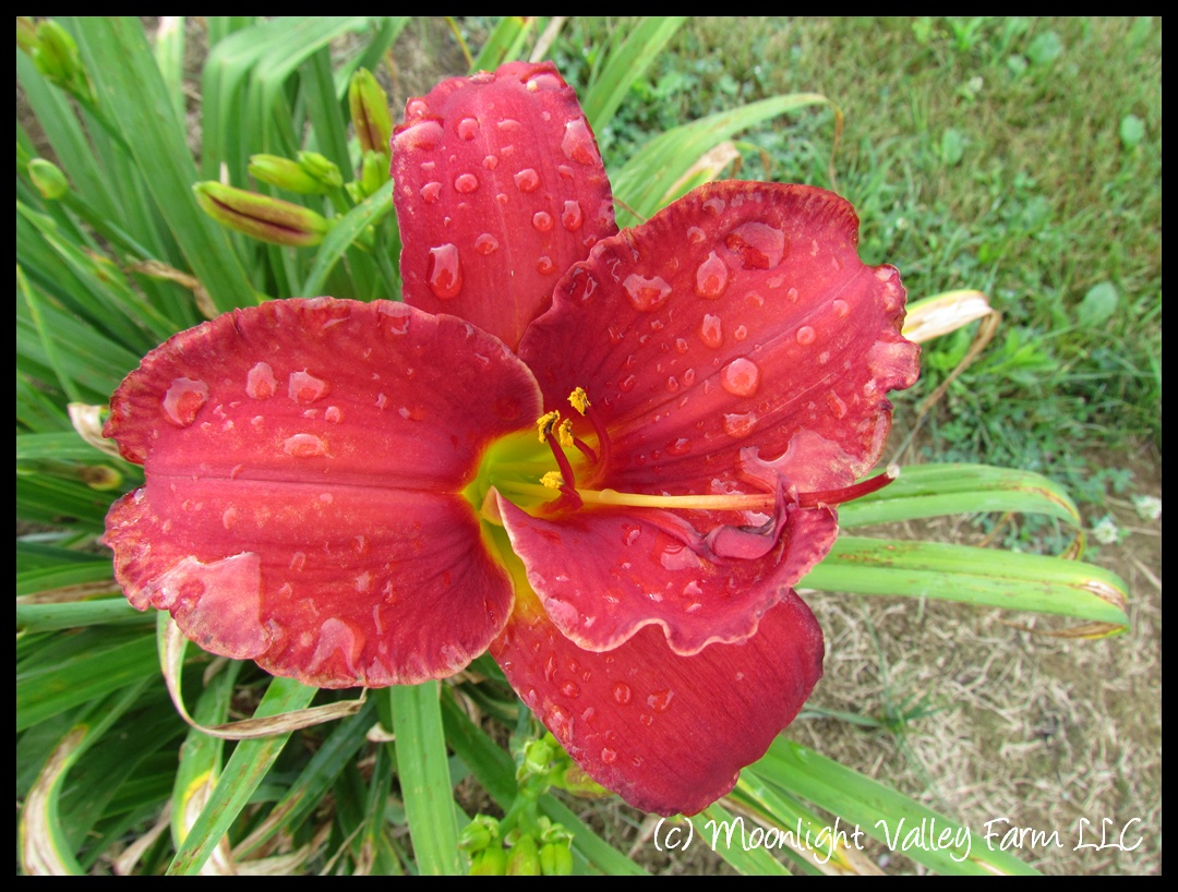 (image for) Rooten Tooten Red