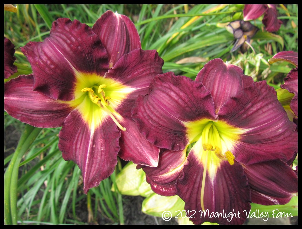 (image for) Super Purple
