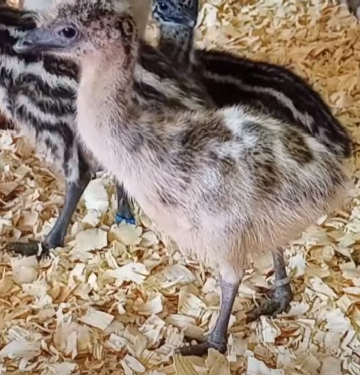 Blonde Female Emu Chick - T-16-White00119