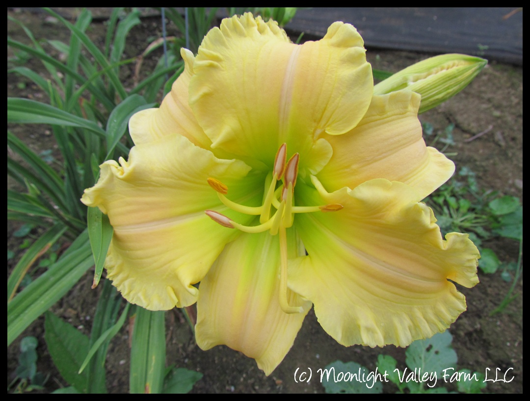 (image for) Texas Beautiful Bouquet