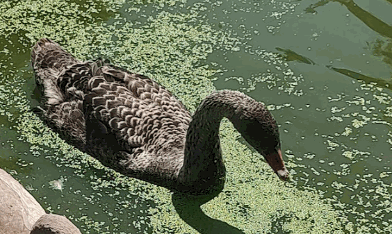 (image for) Australian Black Swan Cygnet - DNA'd MALE
