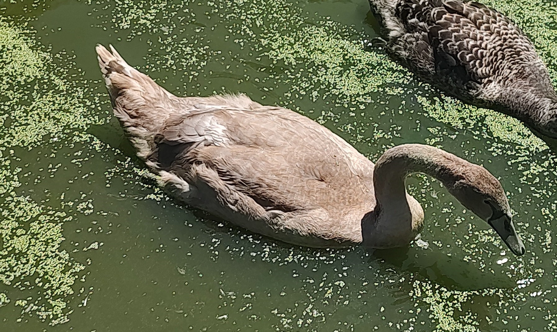 (image for) DNA'd & Pinioned Juvenile Royal Mute Swan Cygnet